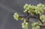 Fragrant sumac